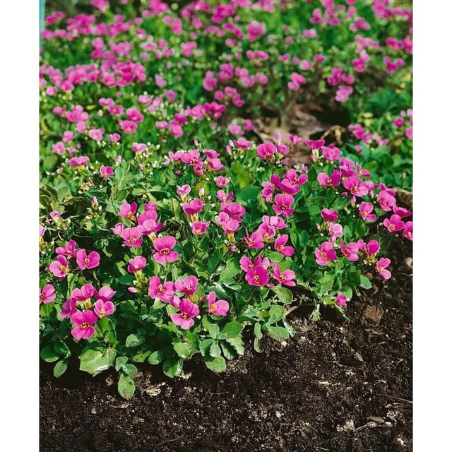 Arabis X Arendsii Hedi Gänsekresse Rosa Blüten Ca. 9x9 cm Topf