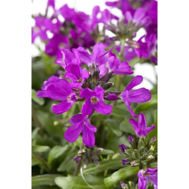 Arabis Blepharophylla Rote Sensation Gänsekresse Rot Ca. 9x9 cm Topf