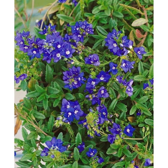 Veronica Prostrata Nestor Ehrenpreis Blau Ca. 9x9 cm Topf