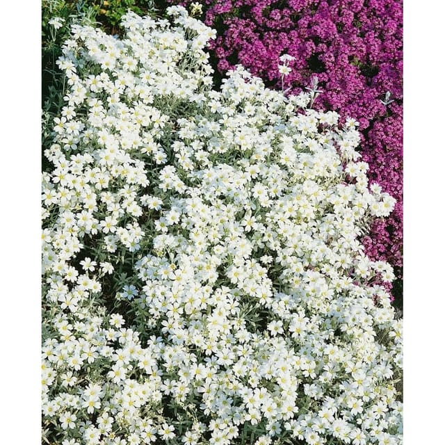 Cerastium Tomentosum Silberteppich Hornkraut Silbrig Ca. 9x9 cm Topf
