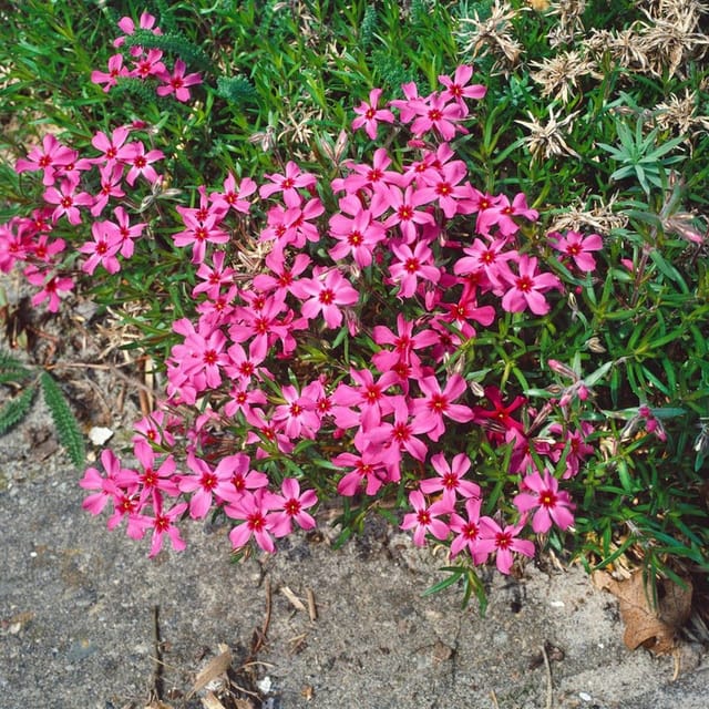 Phlox Subulata Scarlet Flame Teppichphlox Leuchtend Rot Ca. 9x9 cm Topf
