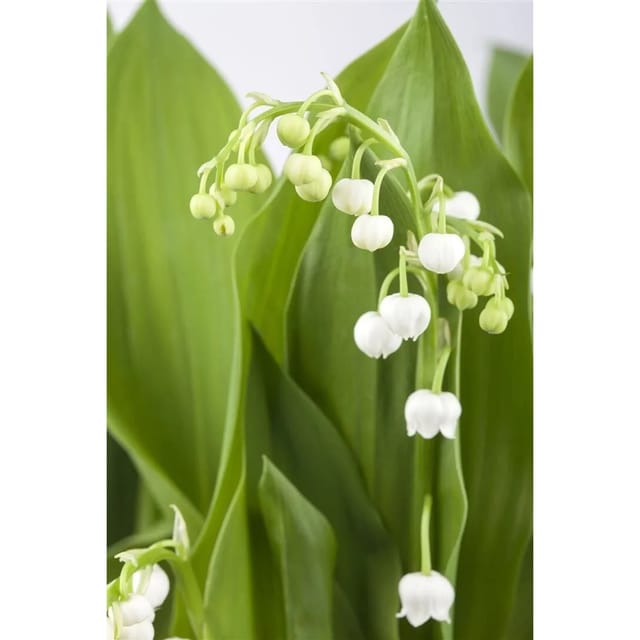 Convallaria Majalis Maiglöckchen Weiß Ca. 9x9 cm Topf