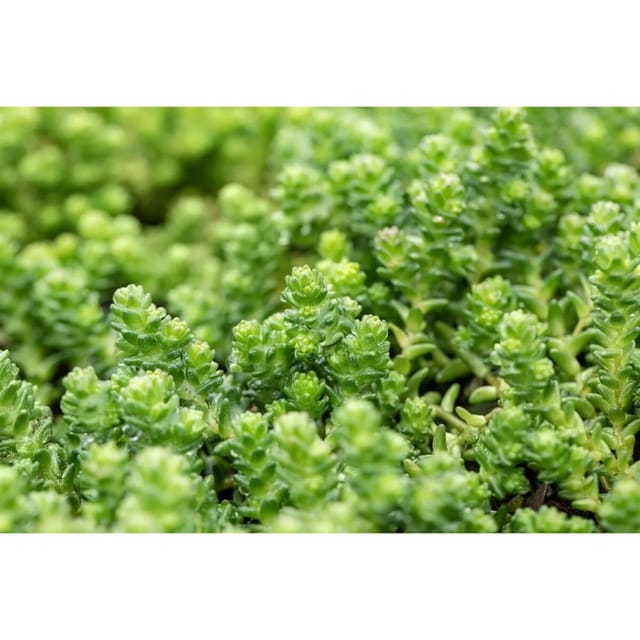 Sedum Acre Mauerpfeffer Gelb Ca. 9x9 cm Topf