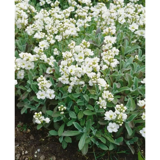 Arabis Caucasica Plena Gänsekresse Weiß Ca. 9x9 cm Topf