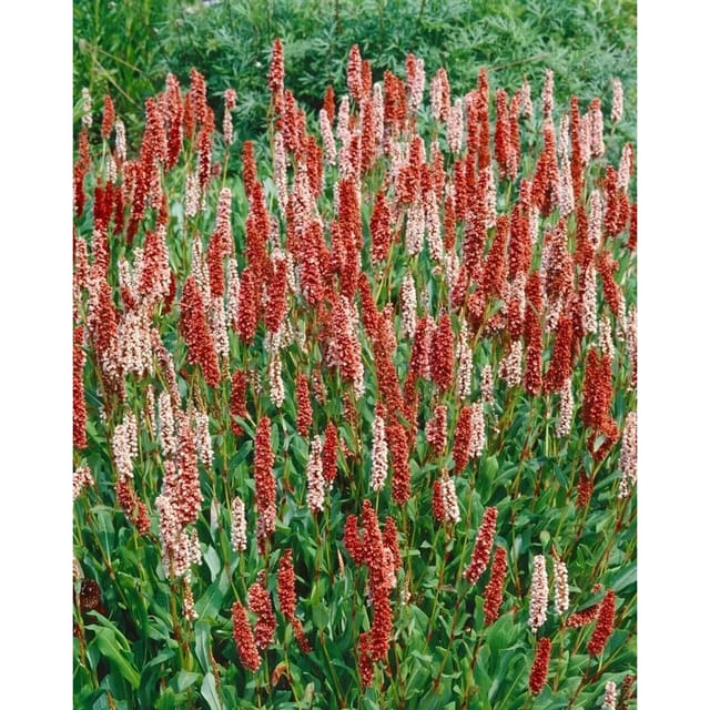 Bistorta Affinis Dimity Teppich-Knöterich Rosa Blüten Ca. 9x9 cm Topf