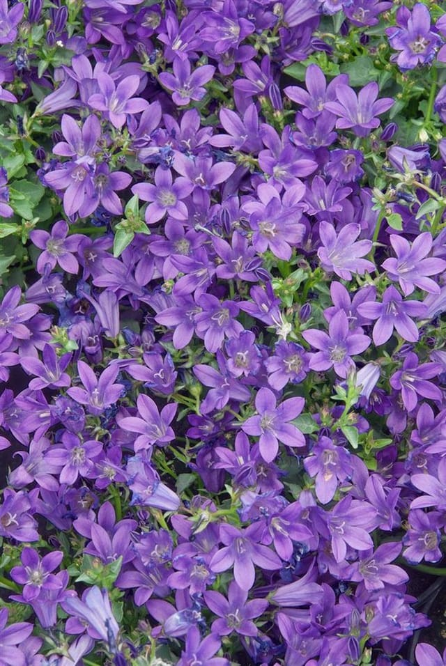 Campanula Portenschlagiana Resholt Polsterglockenblume Ca. 9x9 cm Topf