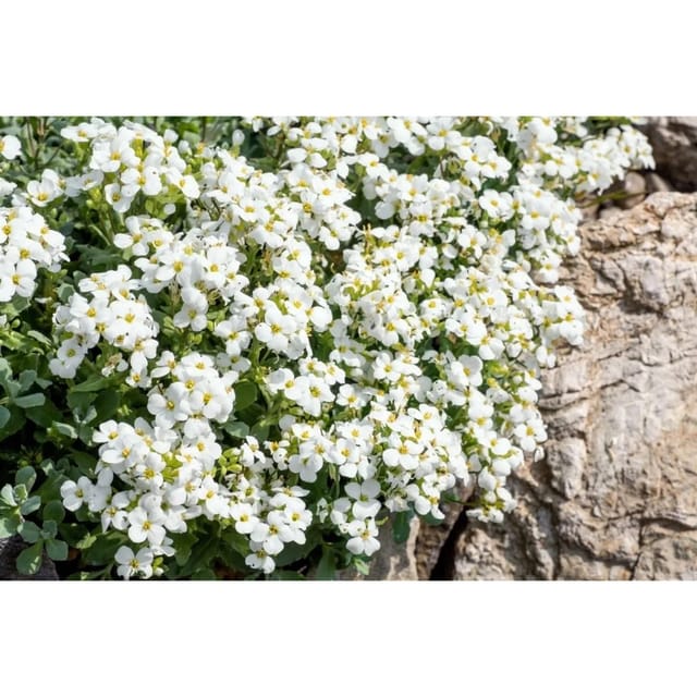Arabis Caucasica Schneeball Gänsekresse Weiß Ca. 9x9 cm Topf