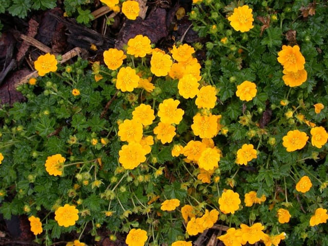 Potentilla Neumanniana Fingerkraut Gelb Ca. 9x9 cm Topf