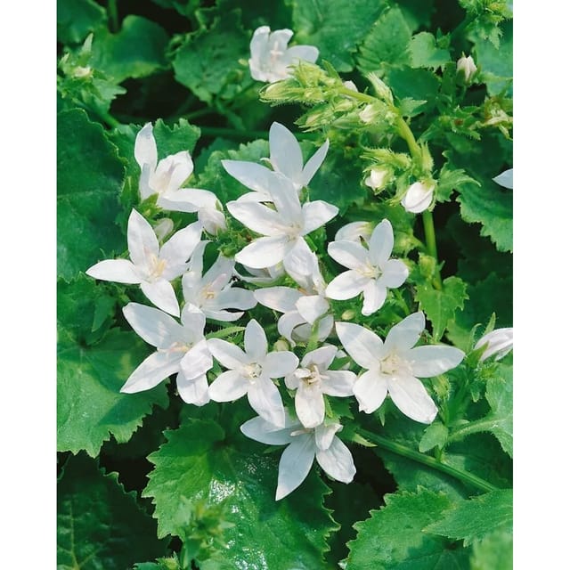 Campanula Poscharskyana E.H.Frost Polsterglockenblume Weiß Ca. 9x9 cm Topf