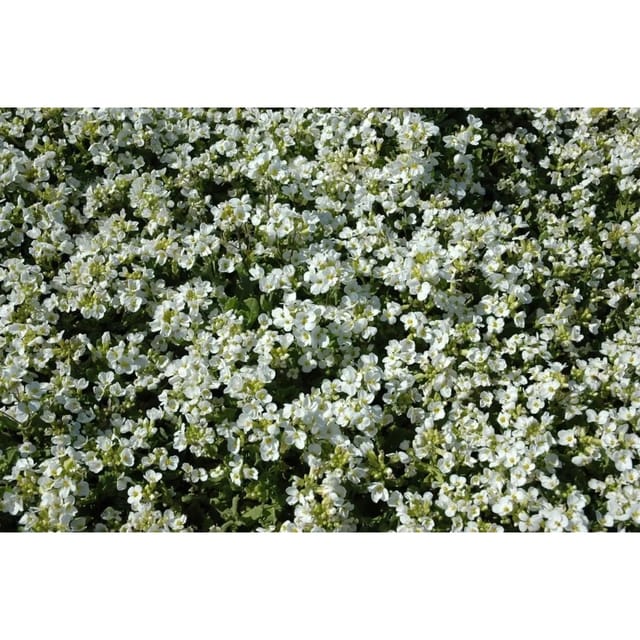 Arabis Caucasica Schneehaube Gänsekresse Weiß Ca. 9x9 cm Topf