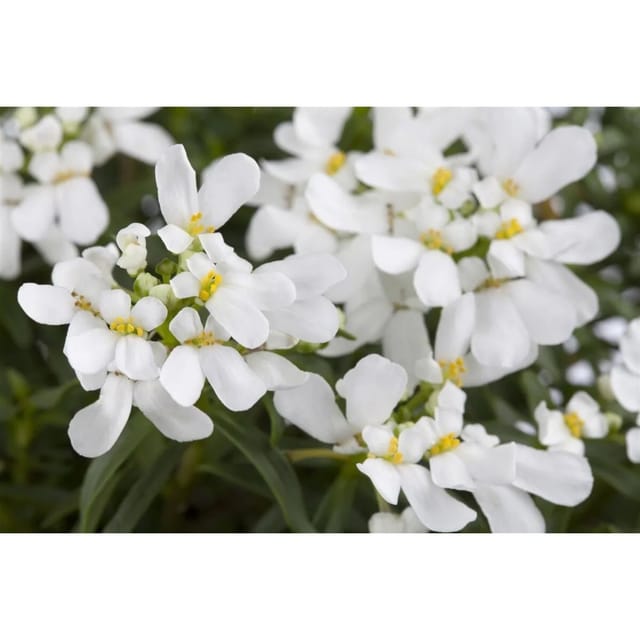 Iberis Sempervirens Appen-Etz Schleifenblume Weiß Ca. 9x9 cm Topf