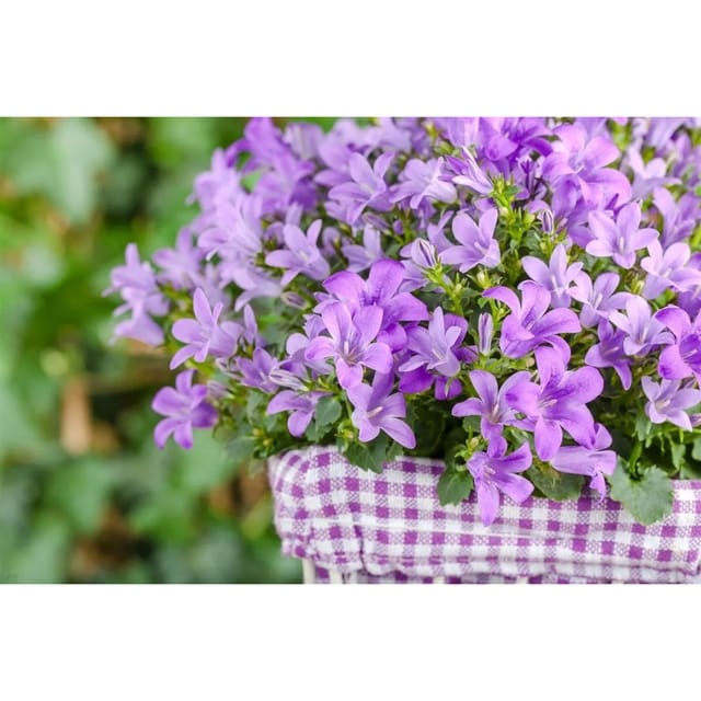 Campanula Poscharskyana Polsterglockenblume Blau Ca. 9x9 cm Topf