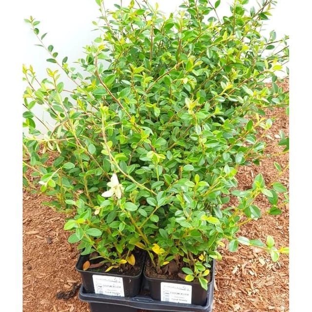 Cotoneaster X Suecicus Coral Beauty Zwergmispel Immergrün Ca. 9x9 cm Topf