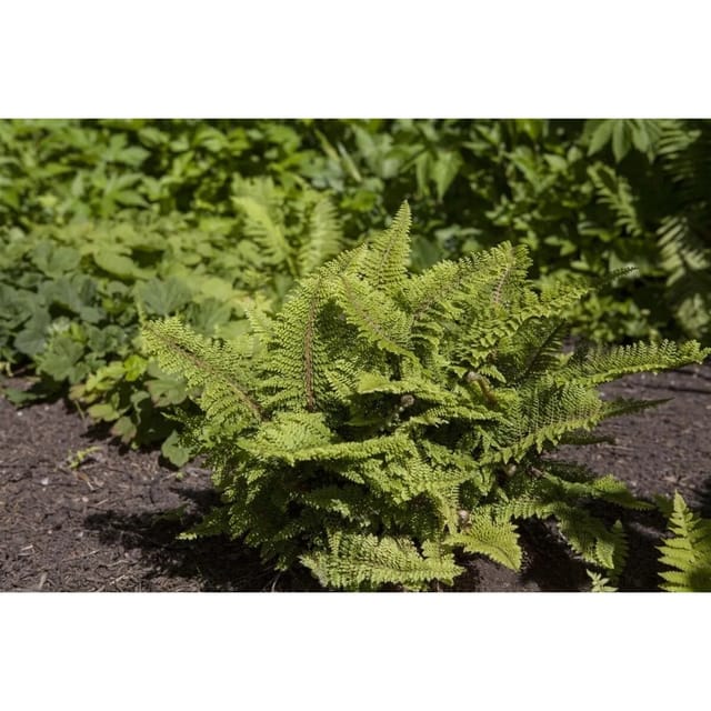 Polystichum Setiferum Filigranfarn Ca. 9x9 cm Topf