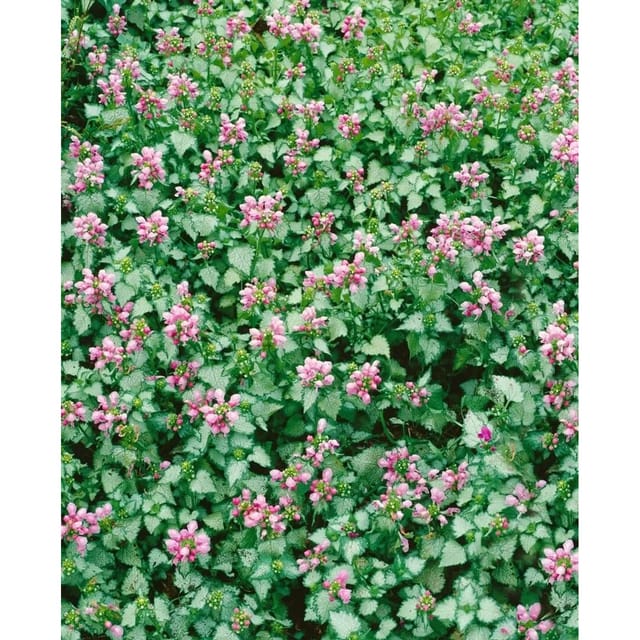 Lamium Maculatum Pink Pewter Taubnessel Rosa Ca. 9x9 cm Topf