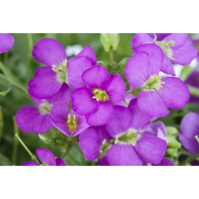 Arabis X Arendsii Compinkie Gänsekresse Rosa Ca. 9x9 cm Topf