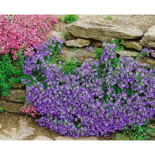 Campanula Portenschlagiana Birch Polsterglockenblume Ca. 9x9 cm Topf