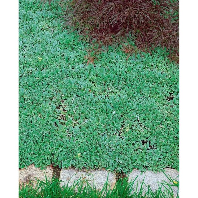 Antennaria Dioica Var.Borealis Katzenpfötchen Ca. 9x9 cm Topf