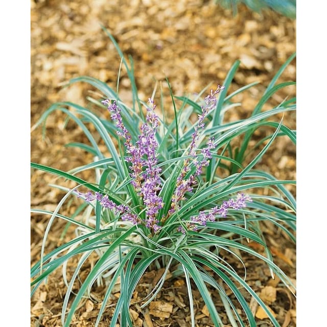 Liriope Spicata Lilientraube Immergrün Ca. 9x9 cm Topf