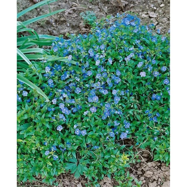 Veronica Umbrosa Georgia Blue Ehrenpreis Blau Ca. 9x9 cm Topf