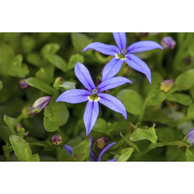 Pratia Pedunculata Blaukissen Ca. 9x9 cm Topf Bodendeckend