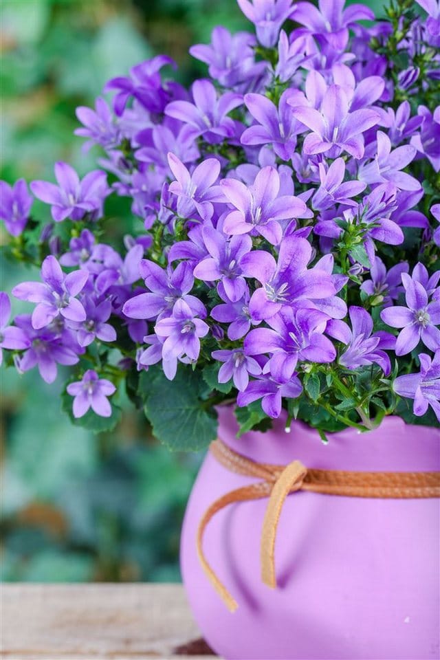 Campanula Poscharskyana Blauranke Polsterglockenblume Blau Ca. 9x9 cm Topf