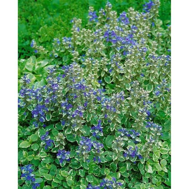 Ajuga Reptans Variegata Günsel Buntlaubig Ca. 9x9 cm Topf