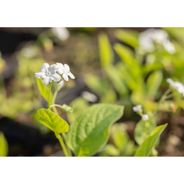 Omphalodes Verna Alba Gedenkemein Weiß Ca. 9x9 cm Topf