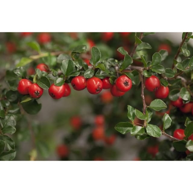Cotoneaster Praecox Boer Immergrün Rote Beeren 80 cm Stammhöhe