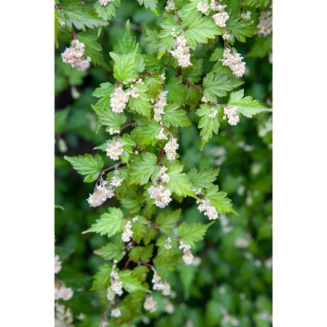 Stephanandra Incisa Crispa Kranzspiere Kompakt 30–40 cm
