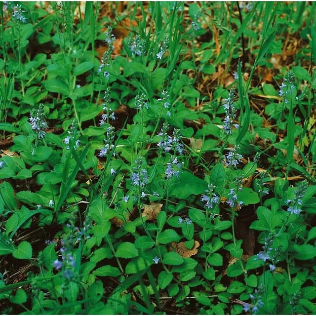 Veronica Officinalis Echte Ehrenpreis Ca. 9x9 cm Topf Bodendeckend