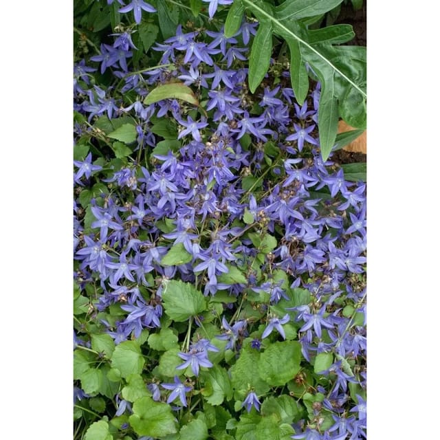 Campanula Poscharskyana Trollkind Polsterglockenblume Ca. 9x9 cm Topf