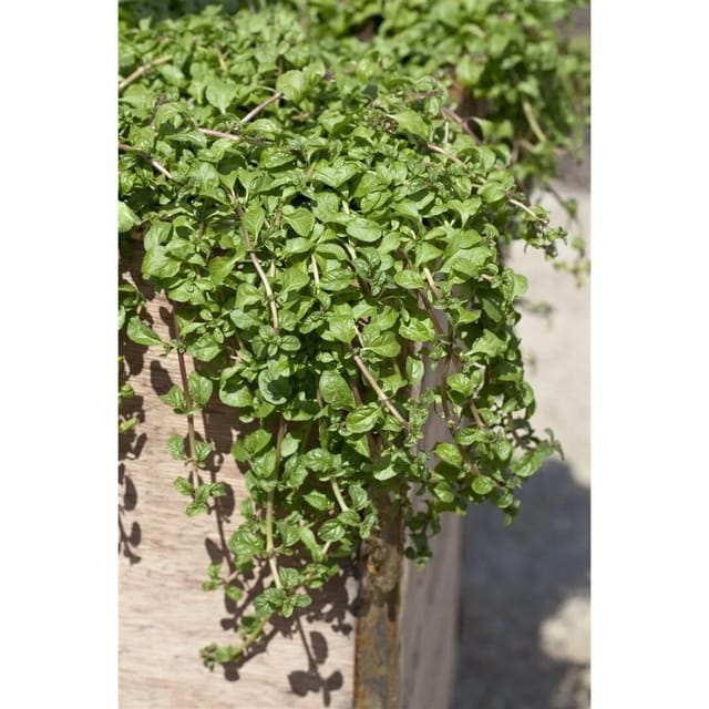Mentha Requienii Korsische Minze Ca. 9x9 cm Topf Aromatisch