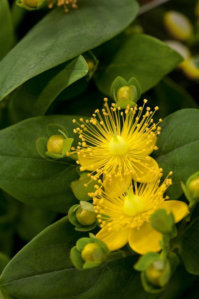 Hypericum Calycinum Rose Von Sharon Gelb Ca. 9x9 cm Topf