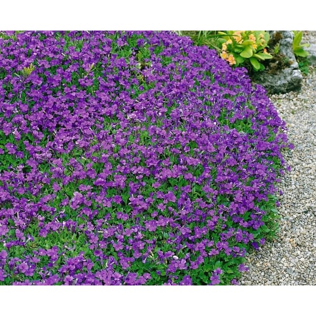 Aubrieta X Cult. Hamburger Stadtpark Blaukissen Ca. 9x9 cm Topf