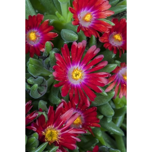 Delosperma Congestum Mittagsblume Gelb Ca. 9x9 cm Topf