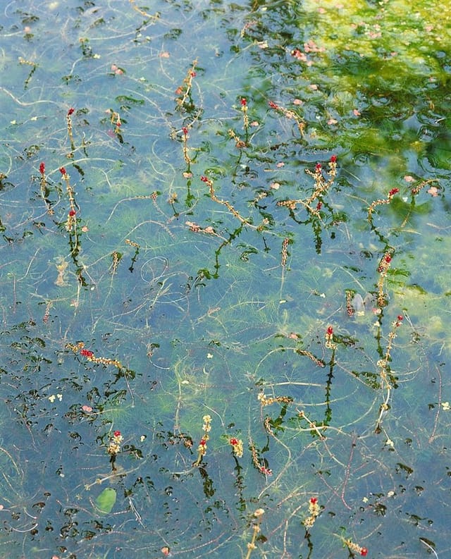 Myriophyllum Spicatum Tausendblatt Ca. 9x9 cm Topf