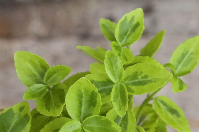 Euonymus Fortunei Emeraldn Gold Spindelstrauch Gelb-Grün 15–20 cm