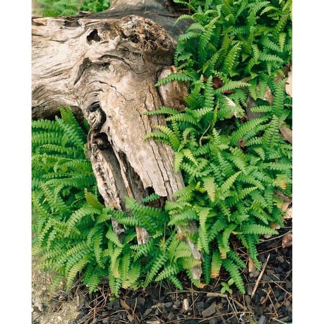 Blechnum Penna-Marina Zwergfarn Ca. 9x9 cm Topf