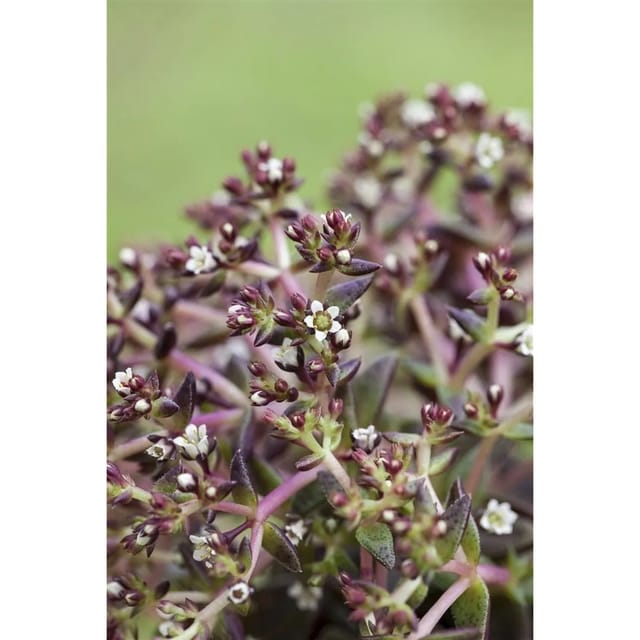 Sedum Album Weißblühend Ca. 9x9 cm Topf