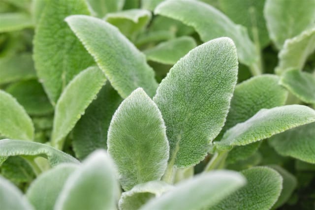 Stachys Byzantina Silver Carpet Wollziest Silbrig Ca. 9x9 cm Topf