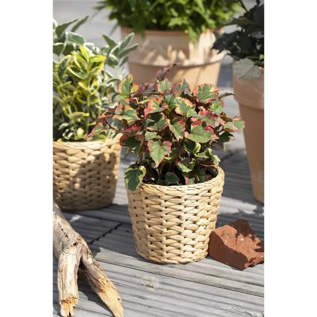 Houttuynia Cordata Chameleon Buntes Laub Ca. 9x9 cm Topf