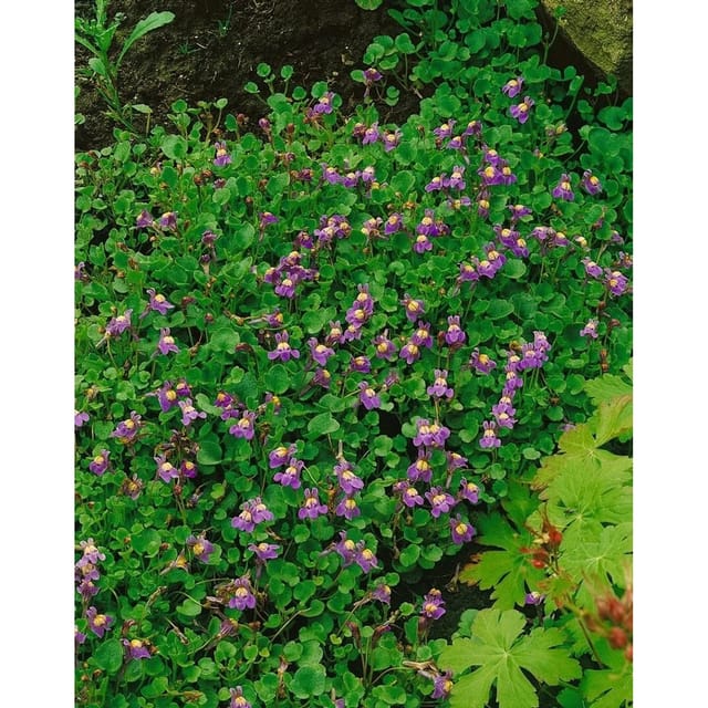 Cymbalaria Hepaticifolia Leberblümchen Ca. 9x9 cm Topf