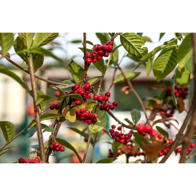 Cotoneaster Watereri Pendulus Zierstrauch 80–100 cm