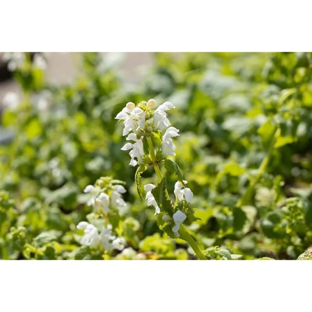 Lamium Maculatum Album Silberblatt-Taubnessel Weiß Ca. 9x9 cm Topf