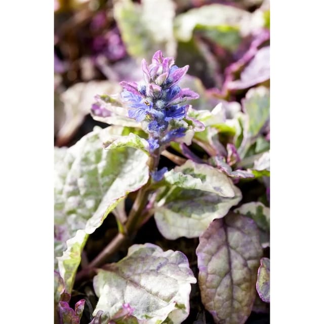 Ajuga Reptans Burgundy Glow Günsel Buntes Laub Ca. 9x9 cm Topf
