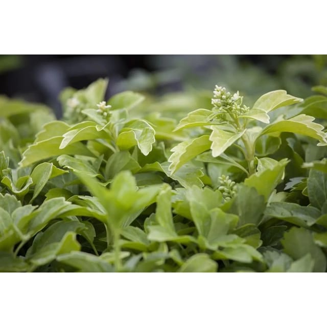 Pachysandra Terminalis Green Sheen Ysander Glänzend Ca. 9x9 cm Topf