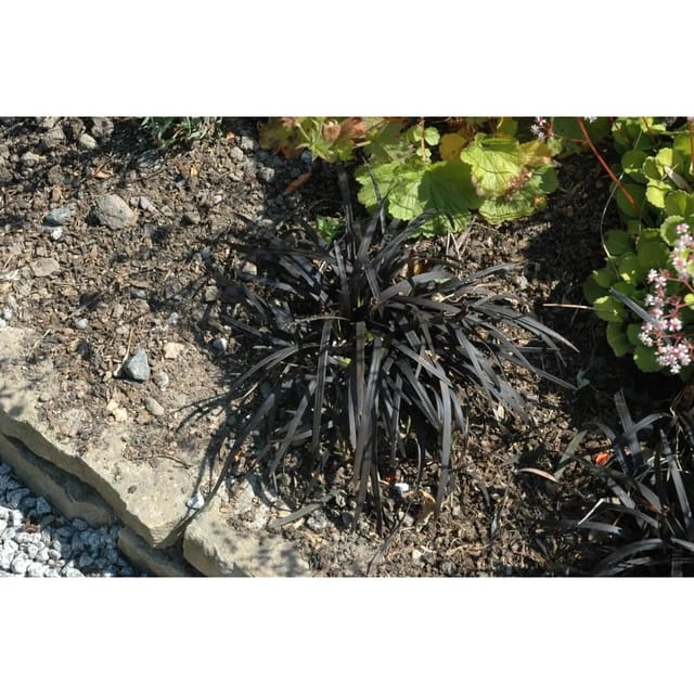 Ophiopogon Planiscapus Nigrescens Schlangenbart Schwarz Ca. 9x9 cm Topf