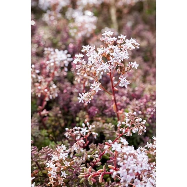 Sedum Album Murale Teppichsedum Rötlich Ca. 9x9 cm Topf