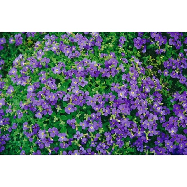 Aubrieta X Cult. Blaumeise Blaukissen Blau Ca. 9x9 cm Topf